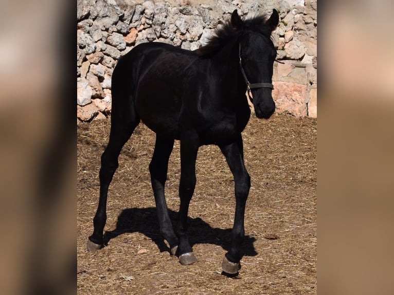 Menorcaanse Hengst 1 Jaar 162 cm Zwart in Menorca