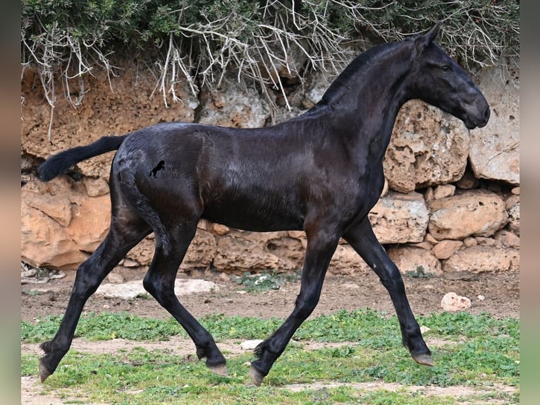 Menorcaanse Hengst 1 Jaar 162 cm Zwart in Menorca