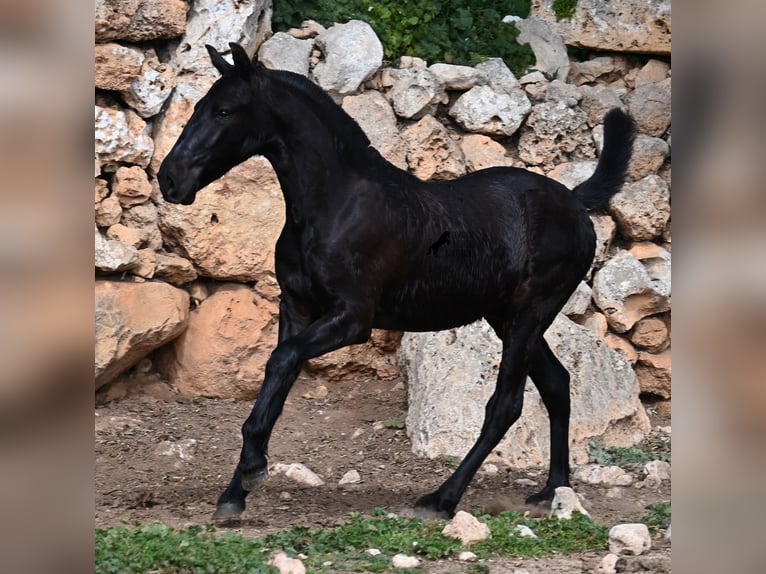 Menorcaanse Hengst 1 Jaar 162 cm Zwart in Menorca