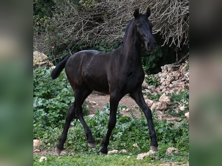 Menorcaanse Hengst 1 Jaar 162 cm Zwart in Menorca