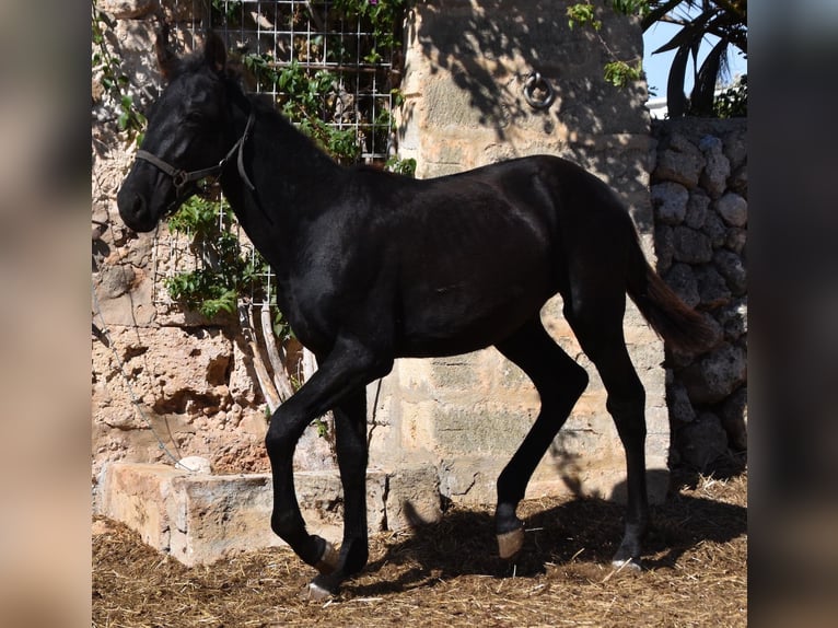 Menorcaanse Hengst 1 Jaar 162 cm Zwart in Menorca