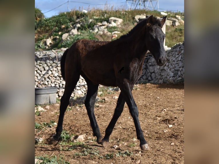 Menorcaanse Hengst 1 Jaar 162 cm Zwart in Menorca