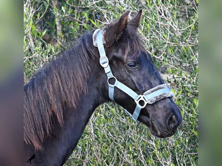 Menorcaanse Hengst 1 Jaar 162 cm Zwart in Menorca