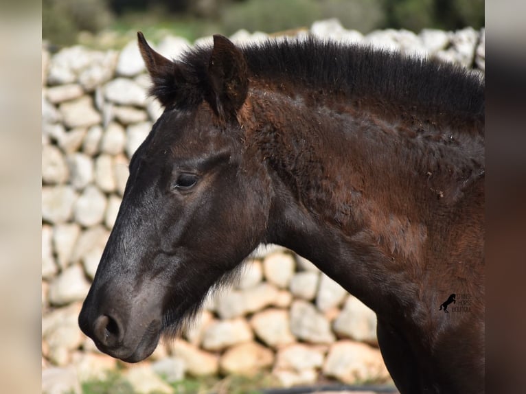 Menorcaanse Hengst 1 Jaar 162 cm Zwart in Menorca