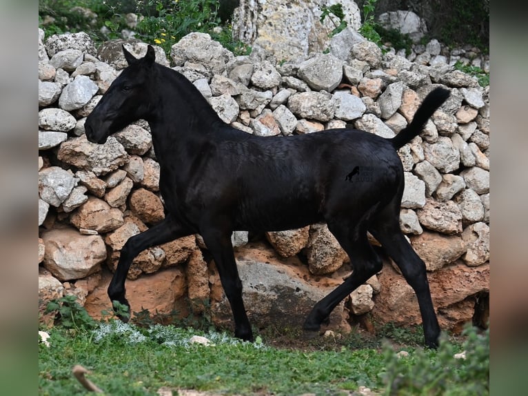 Menorcaanse Hengst 1 Jaar 162 cm Zwart in Menorca