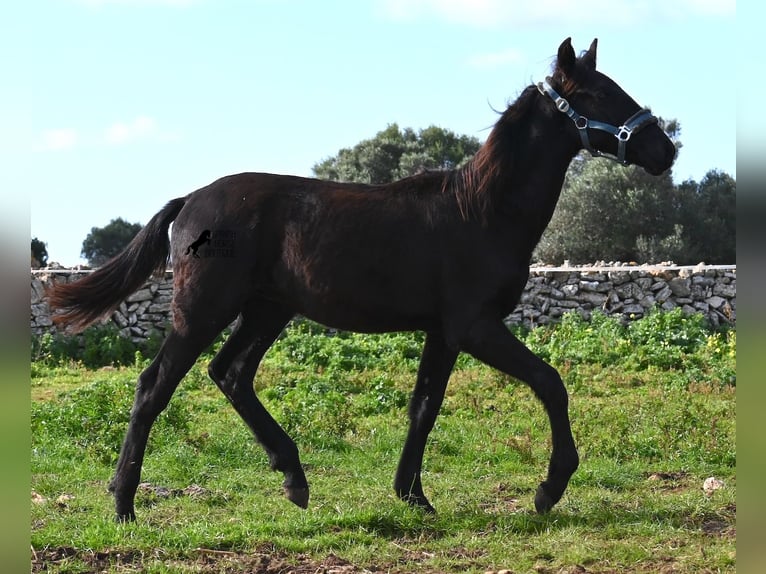 Menorcaanse Hengst 1 Jaar 162 cm Zwart in Menorca