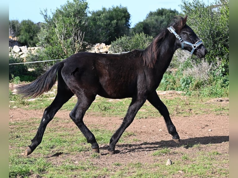 Menorcaanse Hengst 1 Jaar 162 cm Zwart in Menorca