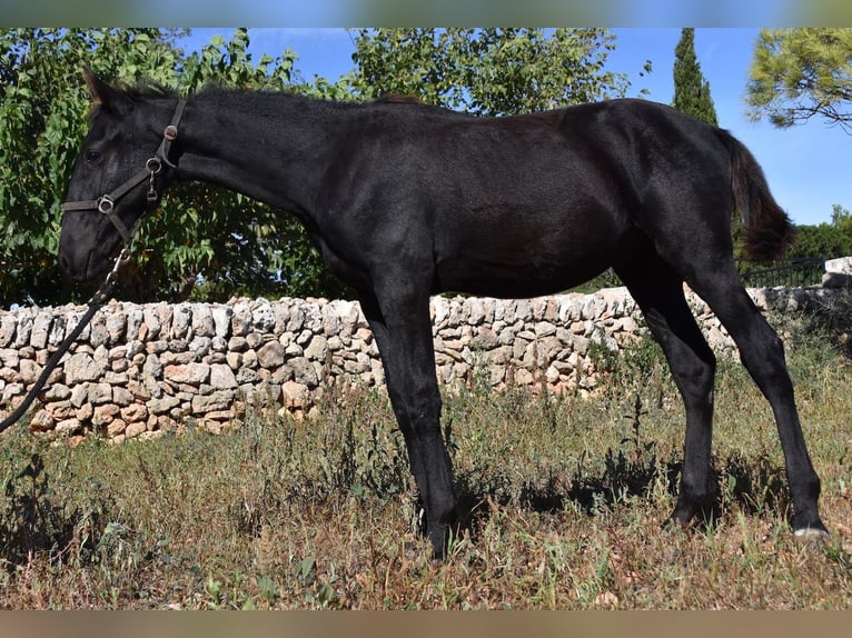 Menorcaanse Hengst 1 Jaar 162 cm Zwart in Menorca