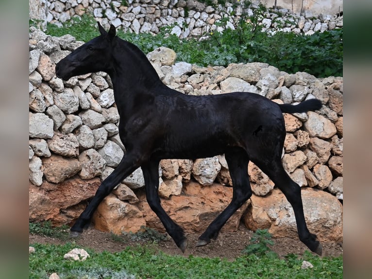 Menorcaanse Hengst 1 Jaar 162 cm Zwart in Menorca