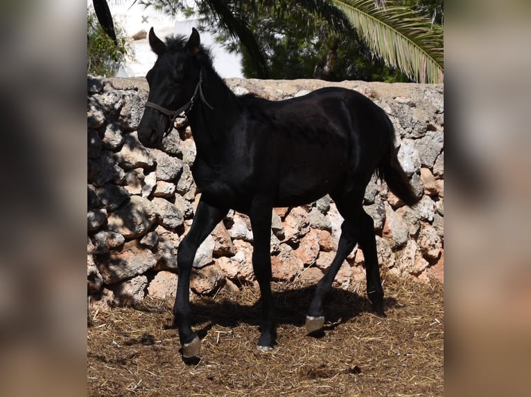 Menorcaanse Hengst 1 Jaar 162 cm Zwart in Menorca