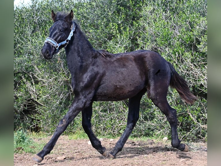 Menorcaanse Hengst 1 Jaar 162 cm Zwart in Menorca