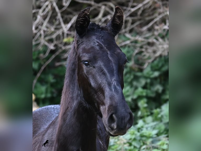 Menorcaanse Hengst 1 Jaar 162 cm Zwart in Menorca