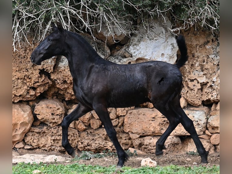 Menorcaanse Hengst 1 Jaar 162 cm Zwart in Menorca