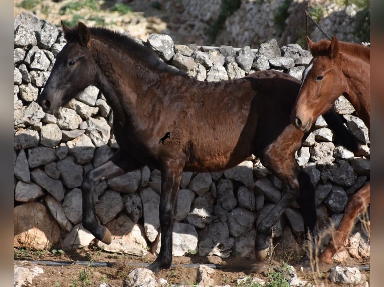 Menorcaanse Hengst 1 Jaar 162 cm Zwart in Menorca