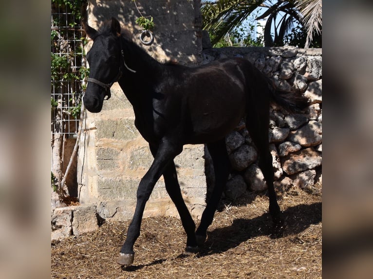 Menorcaanse Hengst 1 Jaar 162 cm Zwart in Menorca