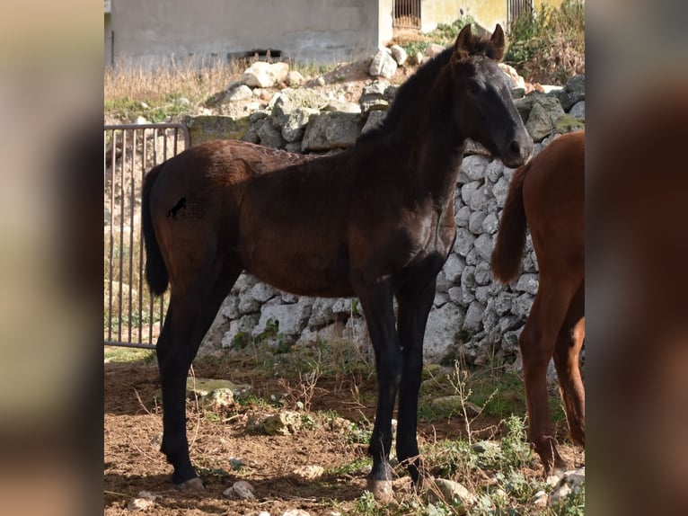 Menorcaanse Hengst 1 Jaar 162 cm Zwart in Menorca