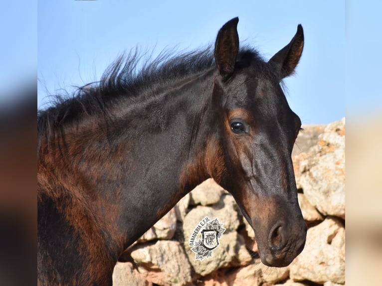 Menorcaanse Hengst 1 Jaar 162 cm Zwart in Menorca