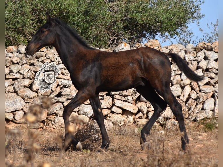 Menorcaanse Hengst 1 Jaar 162 cm Zwart in Menorca