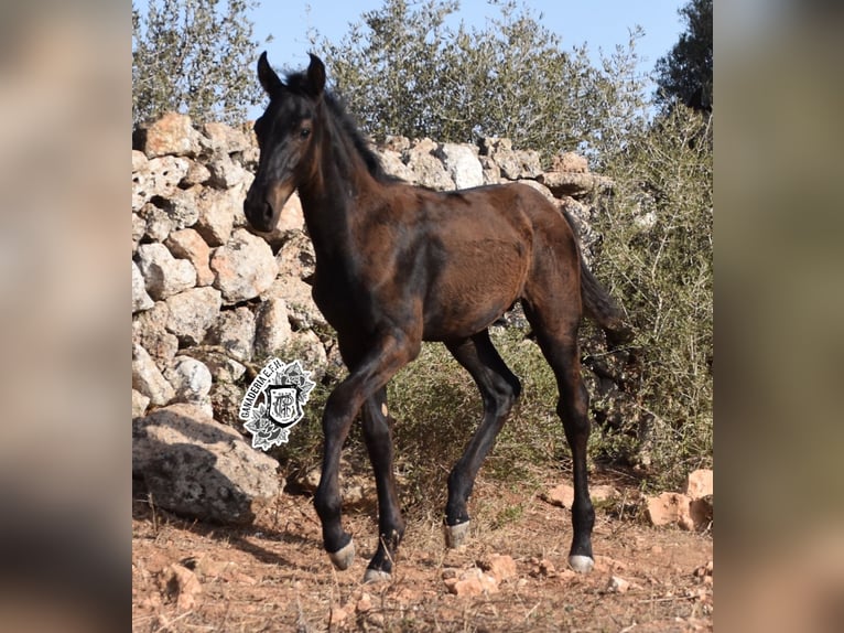 Menorcaanse Hengst 1 Jaar 162 cm Zwart in Menorca