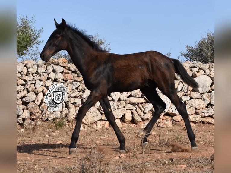 Menorcaanse Hengst 1 Jaar 162 cm Zwart in Menorca