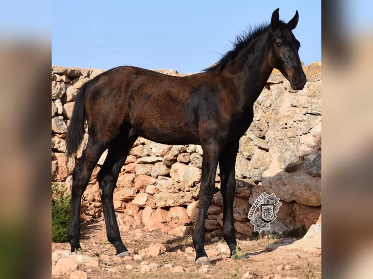 Menorcaanse Hengst 1 Jaar 162 cm Zwart in Menorca