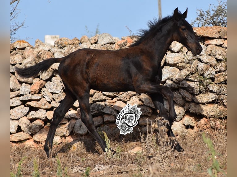 Menorcaanse Hengst 1 Jaar 162 cm Zwart in Menorca