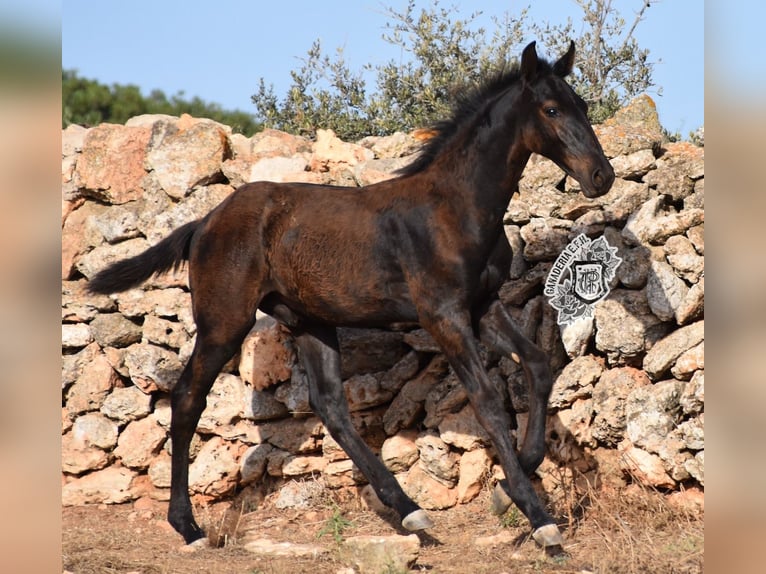 Menorcaanse Hengst 1 Jaar 162 cm Zwart in Menorca