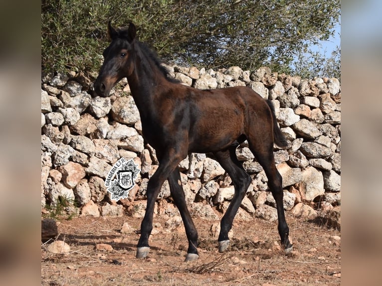 Menorcaanse Hengst 1 Jaar 162 cm Zwart in Menorca