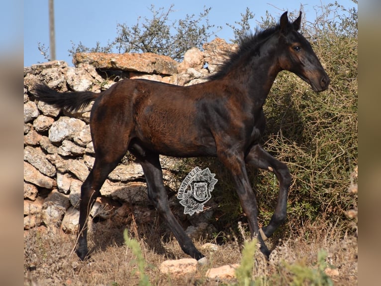 Menorcaanse Hengst 1 Jaar 162 cm Zwart in Menorca