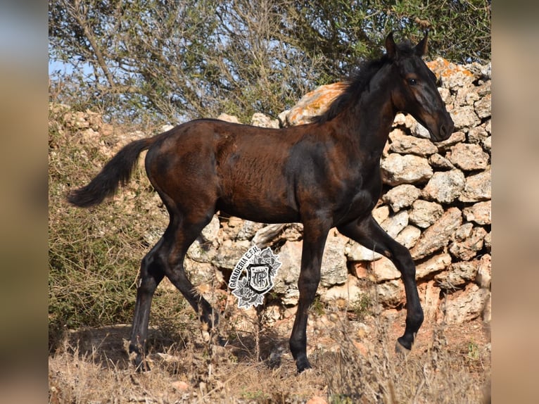 Menorcaanse Hengst 1 Jaar 162 cm Zwart in Menorca