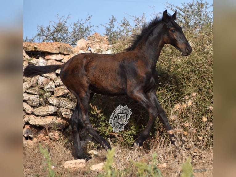 Menorcaanse Hengst 1 Jaar 162 cm Zwart in Menorca