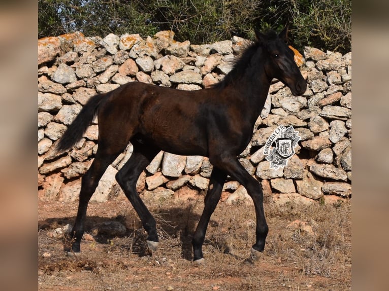 Menorcaanse Hengst 1 Jaar 162 cm Zwart in Menorca