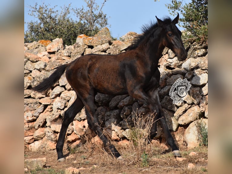 Menorcaanse Hengst 1 Jaar 162 cm Zwart in Menorca