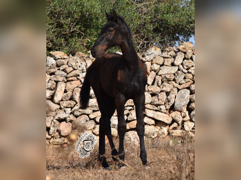 Menorcaanse Hengst 1 Jaar 162 cm Zwart in Menorca