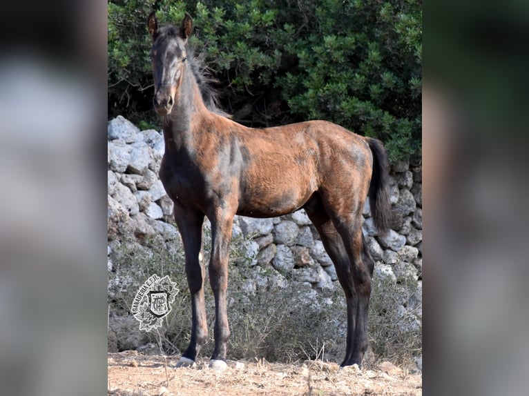 Menorcaanse Hengst 1 Jaar 162 cm Zwart in Menorca