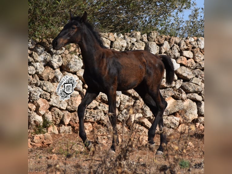 Menorcaanse Hengst 1 Jaar 162 cm Zwart in Menorca