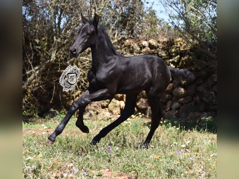 Menorcaanse Hengst 1 Jaar 162 cm Zwart in Menorca