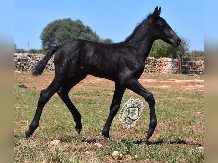 Menorcaanse Hengst 1 Jaar 162 cm Zwart in Menorca