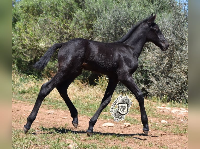 Menorcaanse Hengst 1 Jaar 162 cm Zwart in Menorca