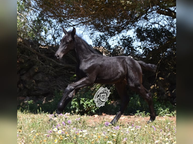 Menorcaanse Hengst 1 Jaar 162 cm Zwart in Menorca