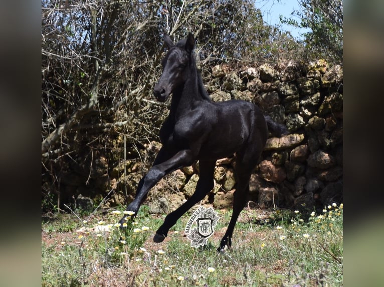 Menorcaanse Hengst 1 Jaar 162 cm Zwart in Menorca