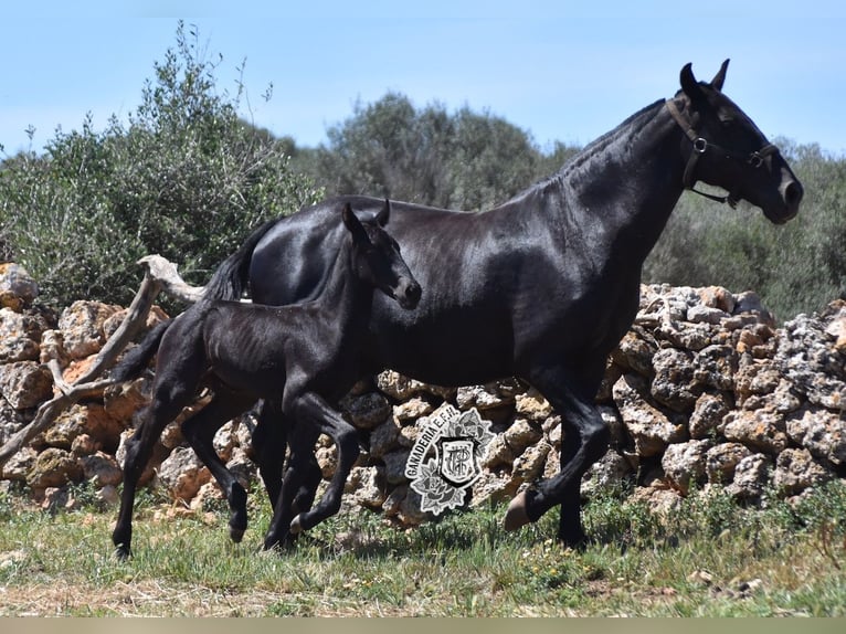 Menorcaanse Hengst 1 Jaar 162 cm Zwart in Menorca