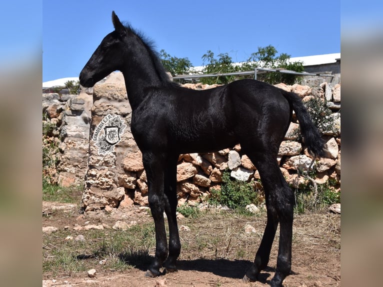 Menorcaanse Hengst 1 Jaar 162 cm Zwart in Menorca