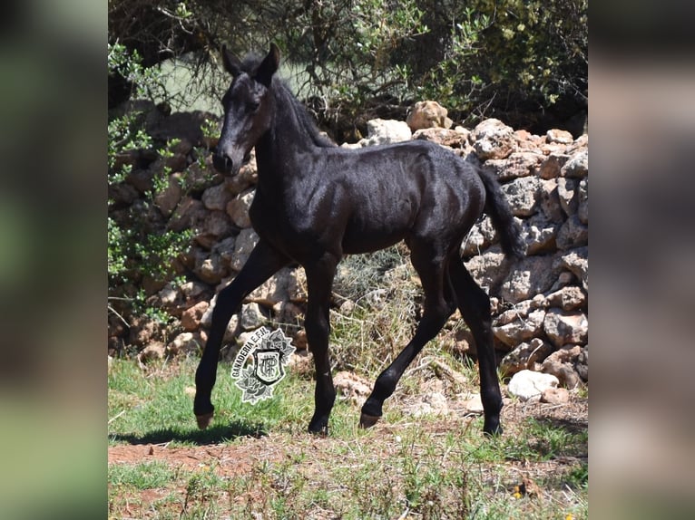 Menorcaanse Hengst 1 Jaar 162 cm Zwart in Menorca