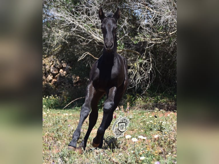 Menorcaanse Hengst 1 Jaar 162 cm Zwart in Menorca