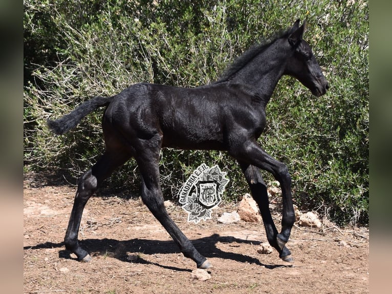 Menorcaanse Hengst 1 Jaar 162 cm Zwart in Menorca