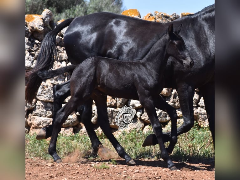 Menorcaanse Hengst 1 Jaar 162 cm Zwart in Menorca