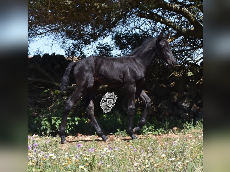 Menorcaanse Hengst 1 Jaar 162 cm Zwart in Menorca