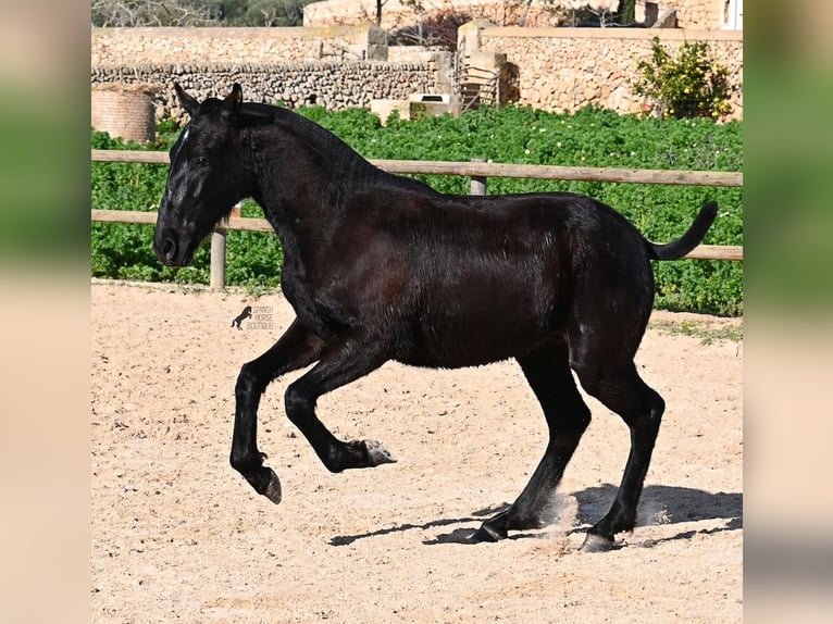 Menorcaanse Hengst 1 Jaar 163 cm Zwart in Menorca