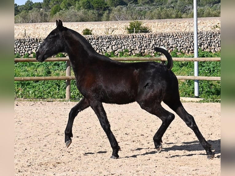 Menorcaanse Hengst 1 Jaar 163 cm Zwart in Menorca